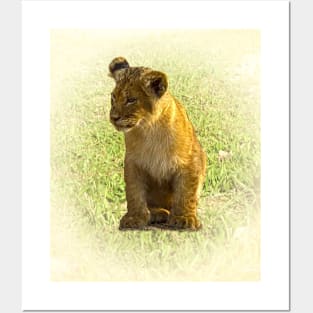 Lion cub Posters and Art